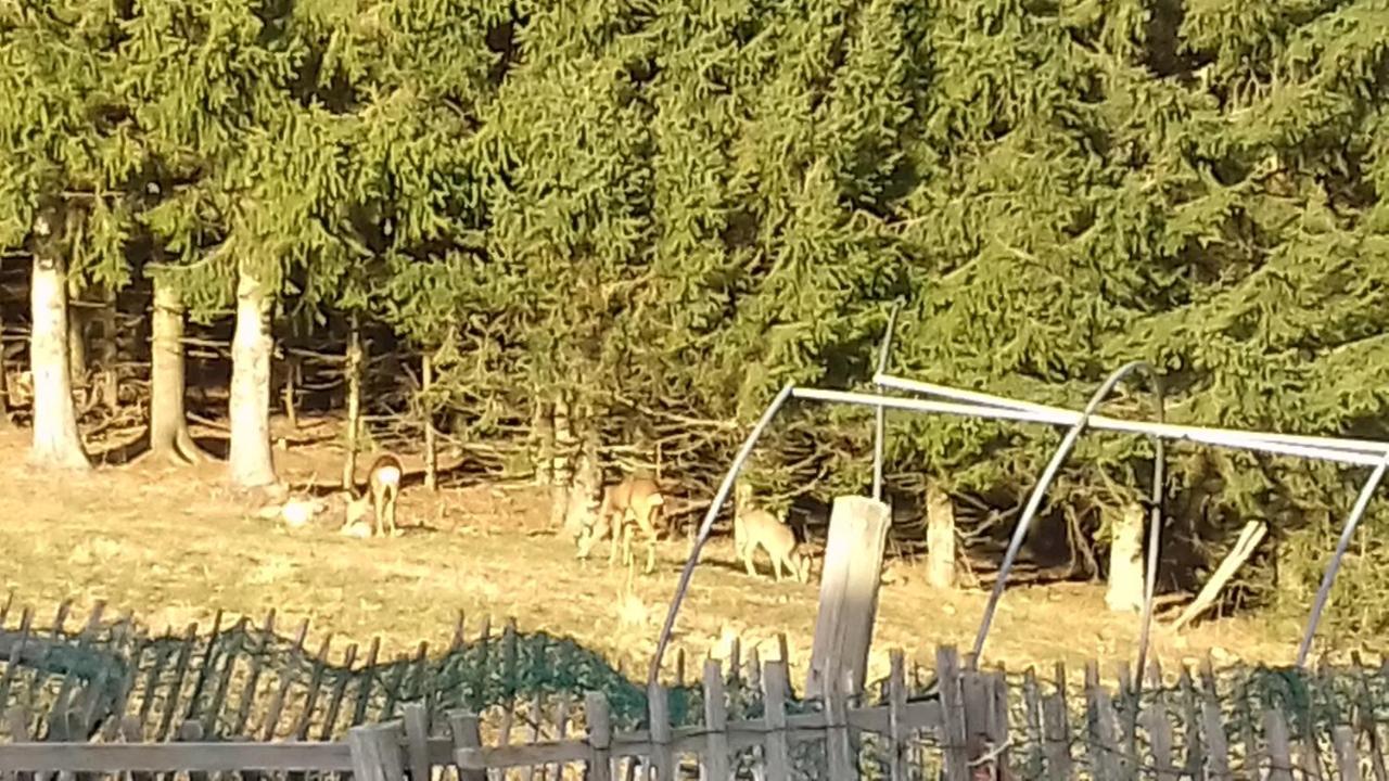 Petit Chalet Nature Les Rousses Zewnętrze zdjęcie